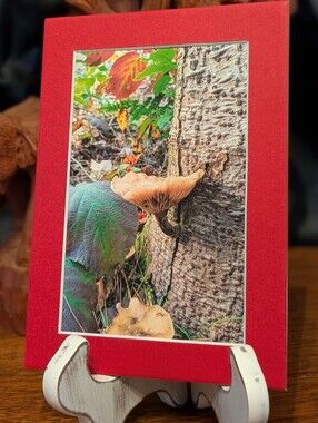 Original Mushroom Photography 5x7 Red Matted Print